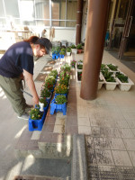 山口先生のお花の水やり (1)