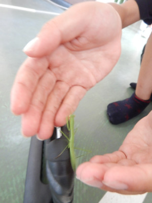 4年生トンボ、カマキリ (1)