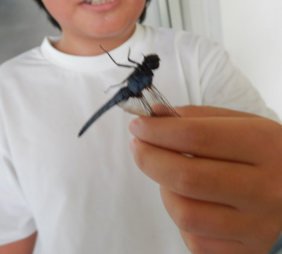 4年生トンボ、カマキリ (2)
