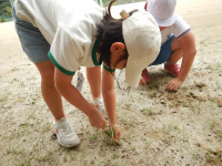 掃除運動場の草抜き (3)
