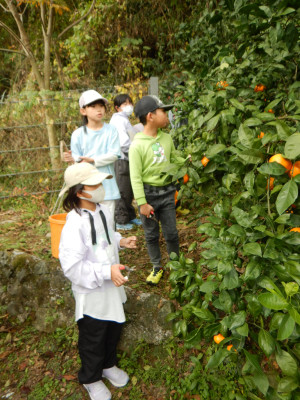 みかん学習 (7)