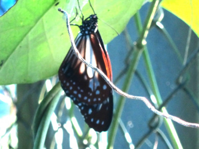 asagimadara