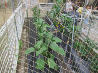 IMG_0070