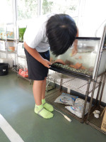 3・4年生泉水谷水族館 (4)