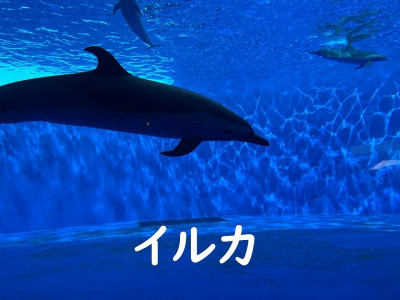 Zoom朝の会 (10)